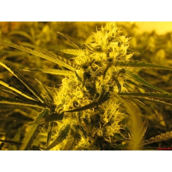Channel + (Medical Seeds) Feminisoidut