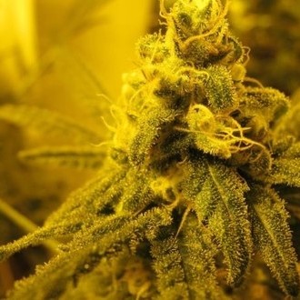 Channel + (Medical Seeds) Feminisoidut
