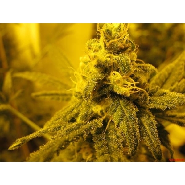 Channel + (Medical Seeds) Feminisoidut