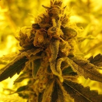 Channel + (Medical Seeds) Feminisoidut