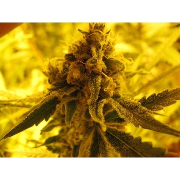 Channel + (Medical Seeds) Feminisoidut