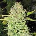 Devil Fruit (Medical Seeds) Feminisoidut