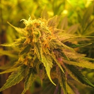 Devil Fruit (Medical Seeds) Feminisoidut