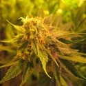 Devil Fruit (Medical Seeds) Feminisoidut