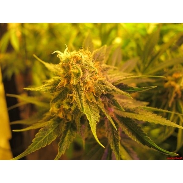 Devil Fruit (Medical Seeds) Feminisoidut