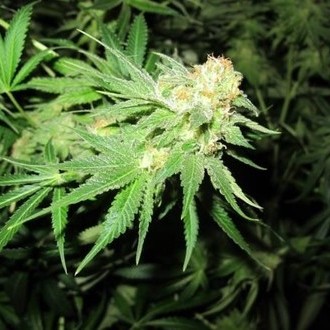 Devil Fruit (Medical Seeds) Feminisoidut
