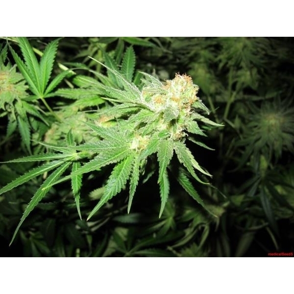 Devil Fruit (Medical Seeds) Feminisoidut