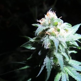 Devil Fruit (Medical Seeds) Feminisoidut