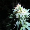 Devil Fruit (Medical Seeds) Feminisoidut