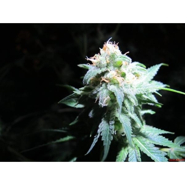 Devil Fruit (Medical Seeds) Feminisoidut