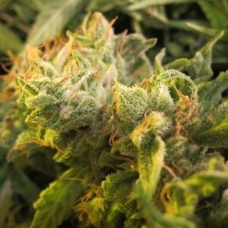 Devil Fruit (Medical Seeds) Feminisoidut