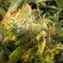 Devil Fruit (Medical Seeds) Feminisoidut