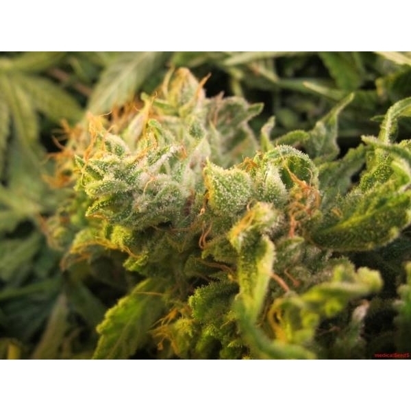 Devil Fruit (Medical Seeds) Feminisoidut
