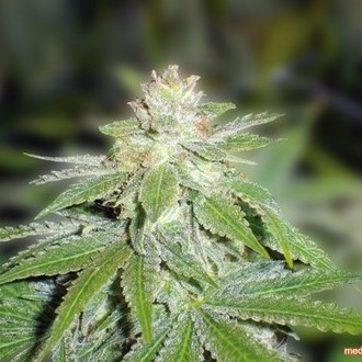 Devil Fruit (Medical Seeds) Feminisoidut