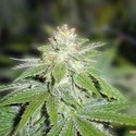 Devil Fruit (Medical Seeds) Feminisoidut
