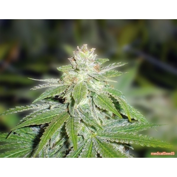 Devil Fruit (Medical Seeds) Feminisoidut