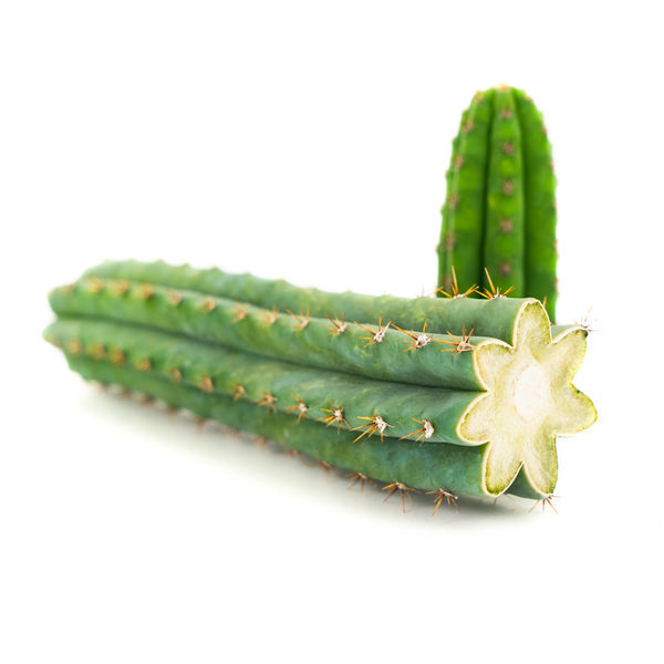 Perun soihtukaktus (Echinopsis peruviana)