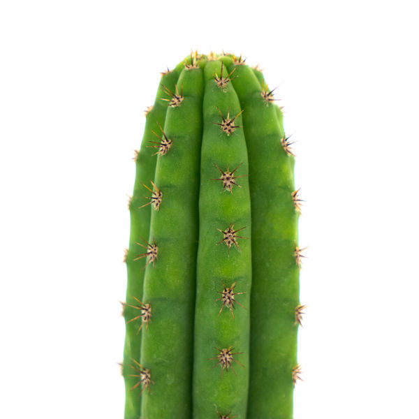 Perun soihtukaktus (Echinopsis peruviana)