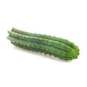 Perun soihtukaktus (Echinopsis peruviana)