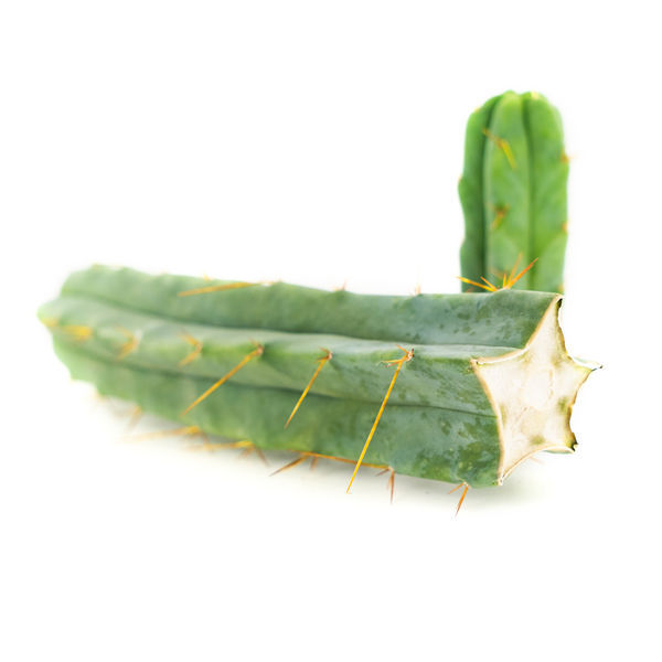 Bolivian Torch (Echinopsis lageniformis)