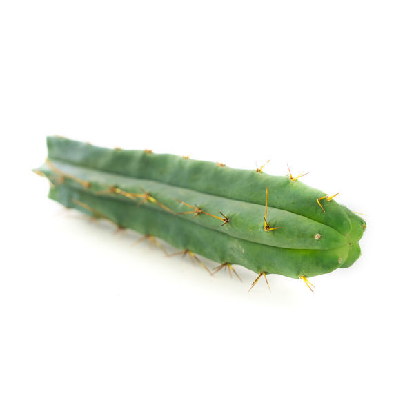 Bolivian Torch (Echinopsis lageniformis)