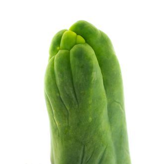 Bolivian Torch 'Monstrose' (peniskaktus)