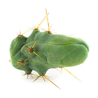 Bolivian Torch 'Monstrose' (peniskaktus)