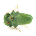 Bolivian Torch 'Monstrose' (peniskaktus)