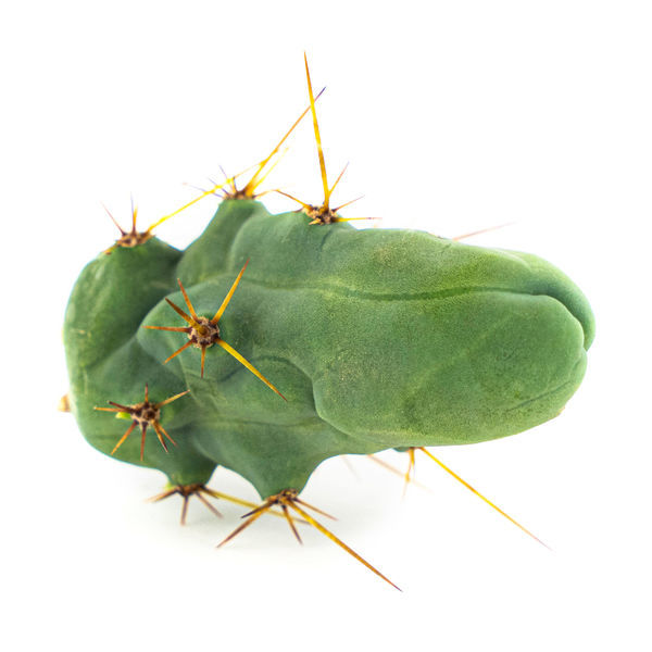 Bolivian Torch 'Monstrose' (peniskaktus)