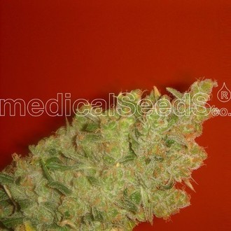 Jack La Mota (Medical Seeds) Feminisoidut