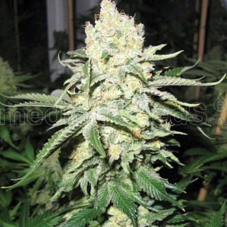 No Name (Medical Seeds) feminisoitu