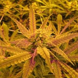 No Name (Medical Seeds) Feminisoidut