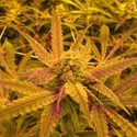 No Name (Medical Seeds) Feminisoidut