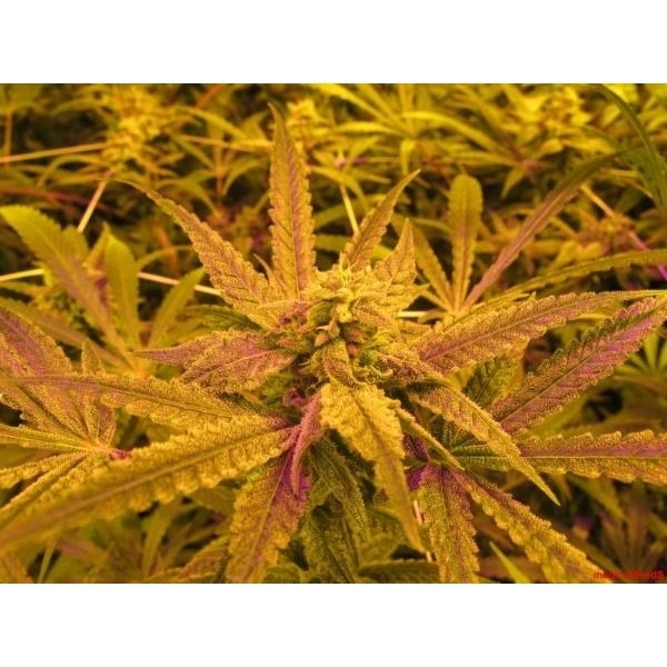No Name (Medical Seeds) Feminisoidut