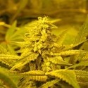 No Name (Medical Seeds) Feminisoidut