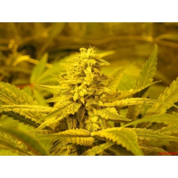 No Name (Medical Seeds) Feminisoidut