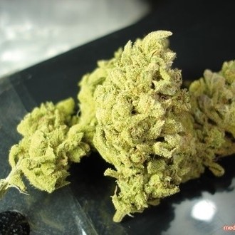 No Name (Medical Seeds) Feminisoidut