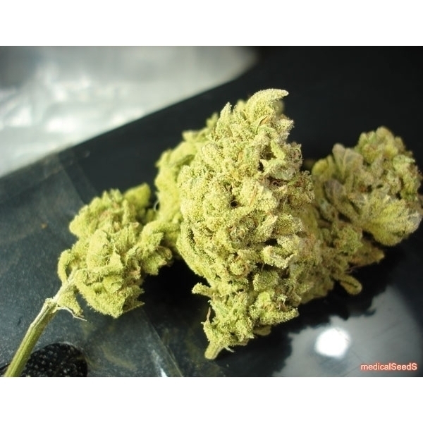 No Name (Medical Seeds) Feminisoidut