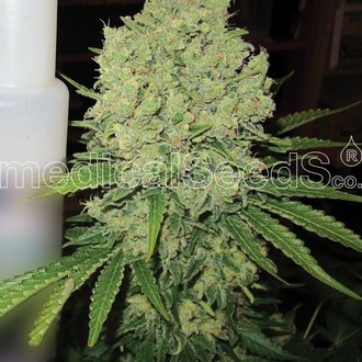 Prozack (Medical Seeds) Feminisoidut