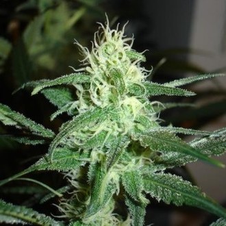 Prozack (Medical Seeds) Feminisoidut