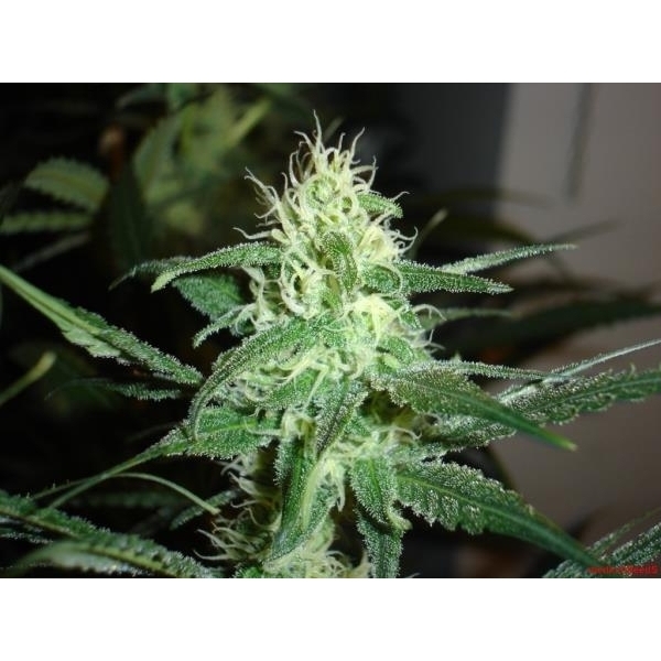Prozack (Medical Seeds) Feminisoidut