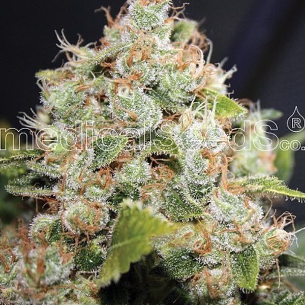 BCN Sour Diesel (Medical Seeds) Feminisoidut
