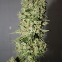 BCN Sour Diesel (Medical Seeds) Feminisoidut