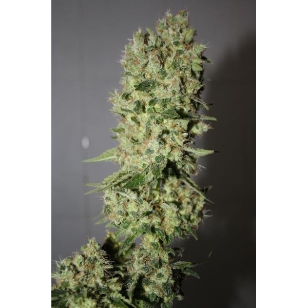 BCN Sour Diesel (Medical Seeds) Feminisoidut