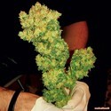BCN Sour Diesel (Medical Seeds) Feminisoidut