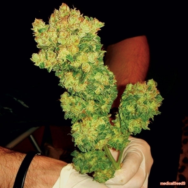 BCN Sour Diesel (Medical Seeds) Feminisoidut