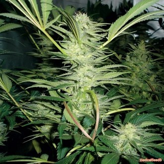 White Widow (Medical Seeds) Feminisoidut