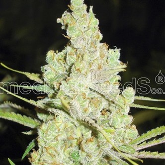 1024 (Medical Seeds) feminisoitu