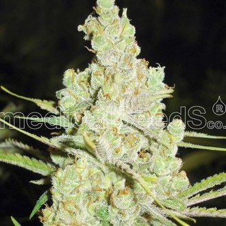 1024 (Medical Seeds) Feminisoidut