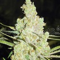 1024 (Medical Seeds) Feminisoidut